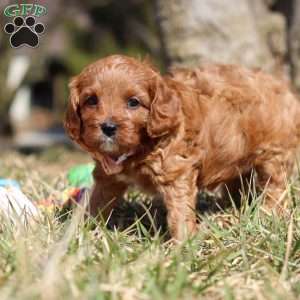 Phoenix, Cavapoo Puppy